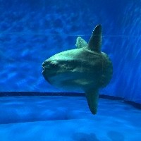 アイコン